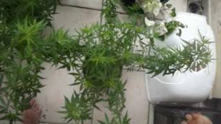 Mes plants mères de cannabis 2