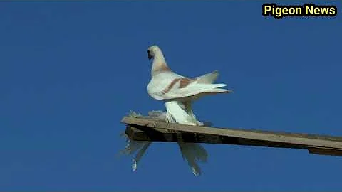 Вот за это я и люблю эту породу Голубеи