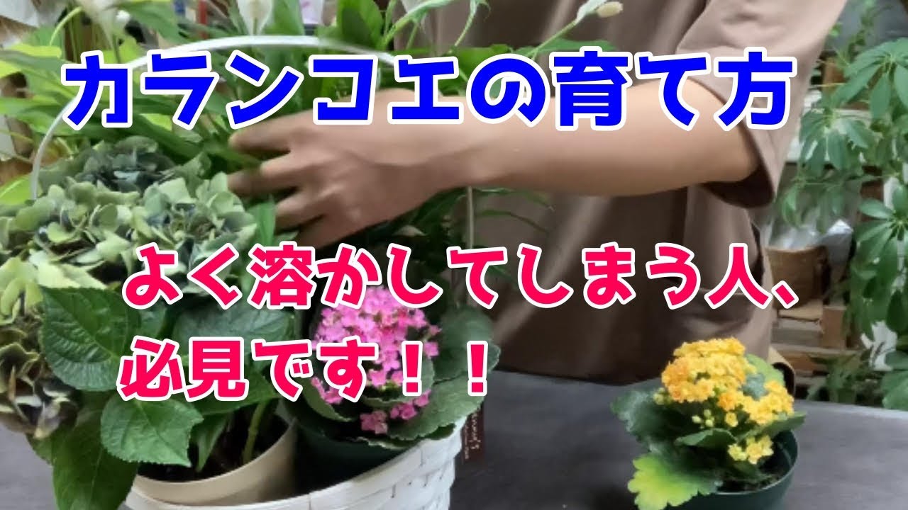 カラーの鉢植え 育て方 花が終わったらどうする 畑地性 Youtube