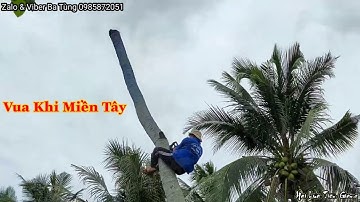 Vua Khỉ (Ba Tùng) x.ử lý cây Dừa siêu nghiêng sát mé sông (Saw Coconut tree)