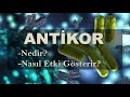 Antikor (İmmünglobulin) Nedir?