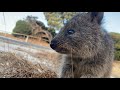 世界一幸せな動物のクォッカ可愛すぎた
