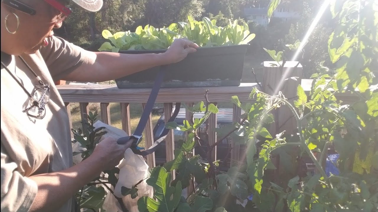 Закрепление ящика на подоконнике | Обновление по бок-чой|капусте|мангольду