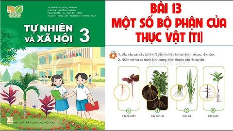 TỰ NHIÊN XÃ HỘI LỚP 3: BÀI 13;MỘT SỐ BỘ PHẬN CỦA THỰC VẬT (T1) .SÁCH KẾT NỐI TRI THỨC (HAY NHẤT)