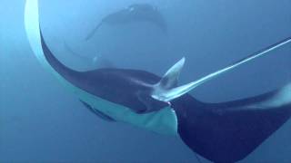 Maldives Diving - Safari Autumn 2010