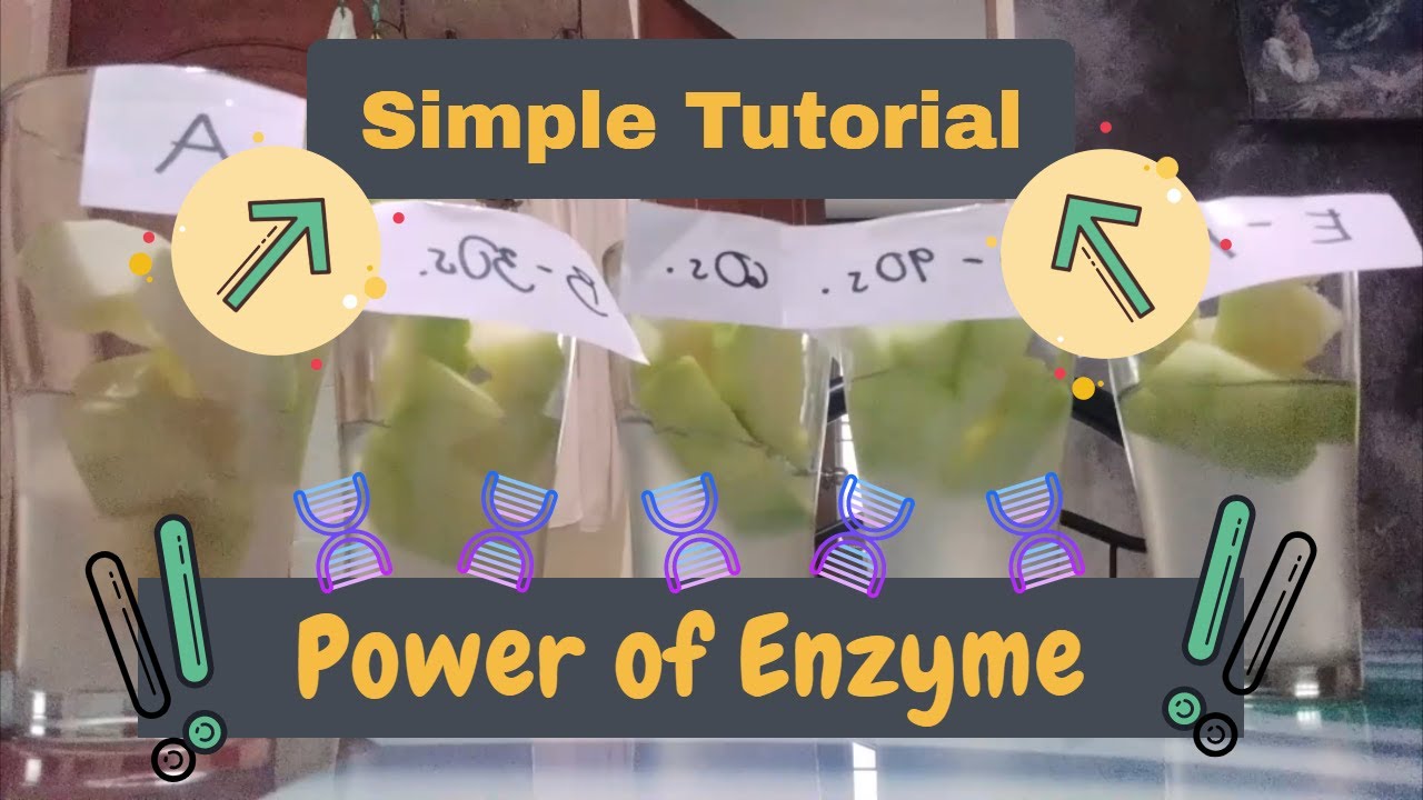 EFFECTS OF GREEN PAPAYA AND GELATIN EXPERIMENT TUTORIAL(POWER OF