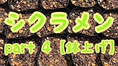 シクラメンの根を傷めない鉢増しの仕方 Youtube シクラメンの根を傷めない鉢増しの仕方 Youtube