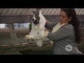 Producción de conejos con aptitud cárnica - La Finca de Hoy