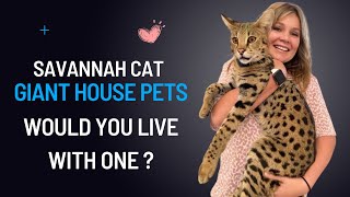 African Savannah Cat | Breed Profile by F1 Savannah Kittens 10,436 views 10 months ago 8 minutes, 51 seconds