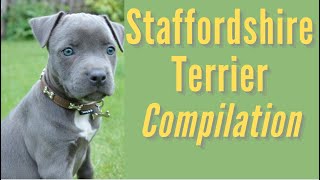 Staffordshire Terrier Compilation