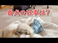 吠えるタイミングをうっかり逃した番犬のメイ