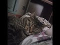 cats are boys' best friends #cats #catvideos