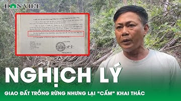 Nghịch lý giao đất trồng rừng sản xuất nhưng lại “cấm” khai thác tại Hà Giang?| Báo điện tử Dân Việt