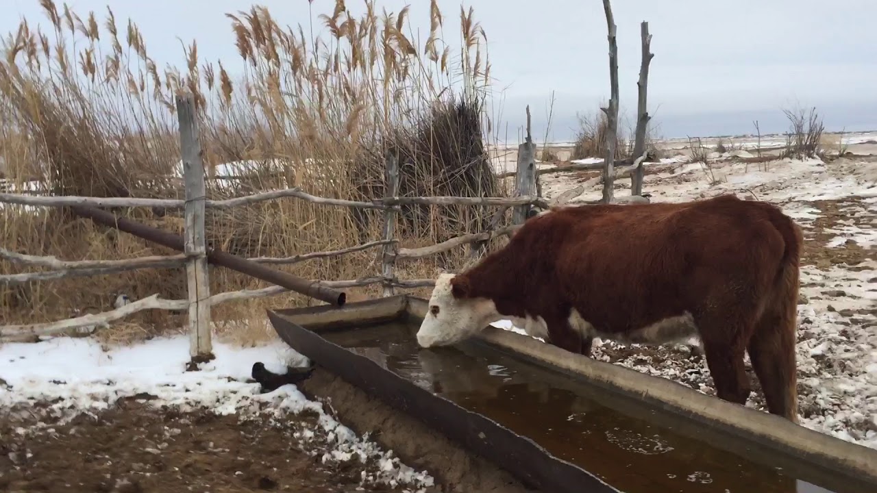 Winter watering for cattle in dunes