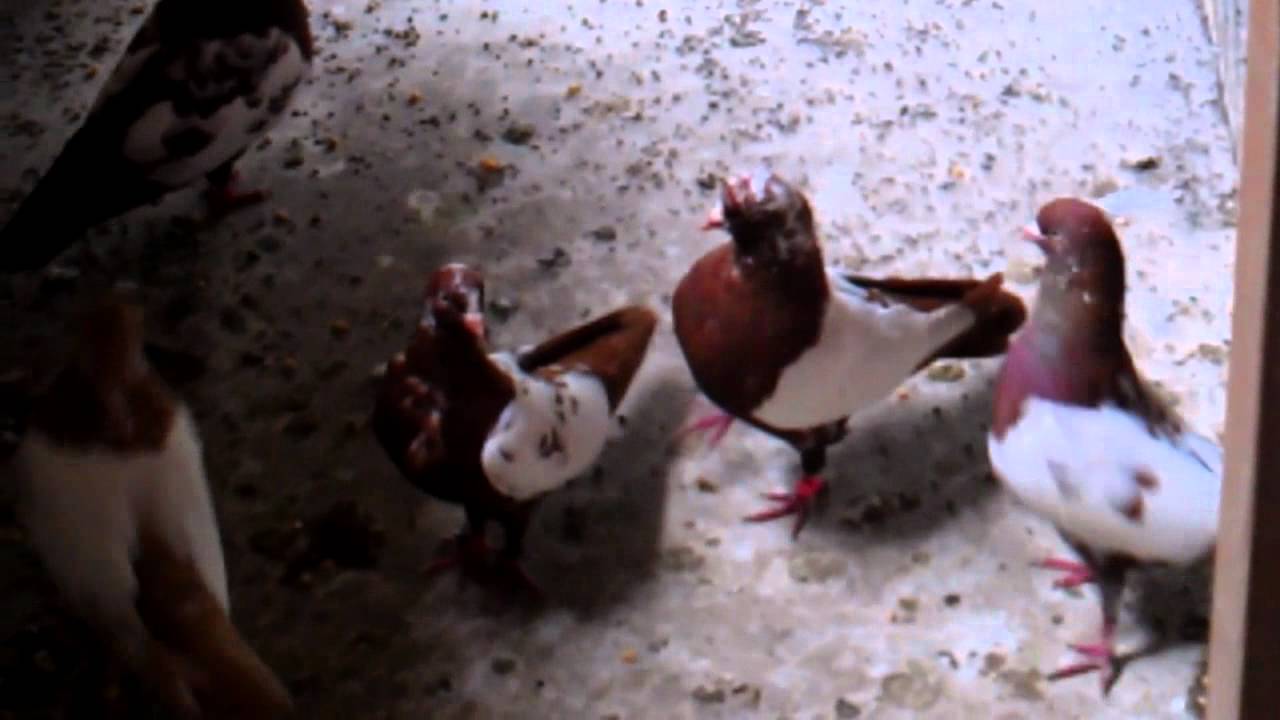 tipplers and dutch high flyers youtube budapest high flyers pigeons for sale