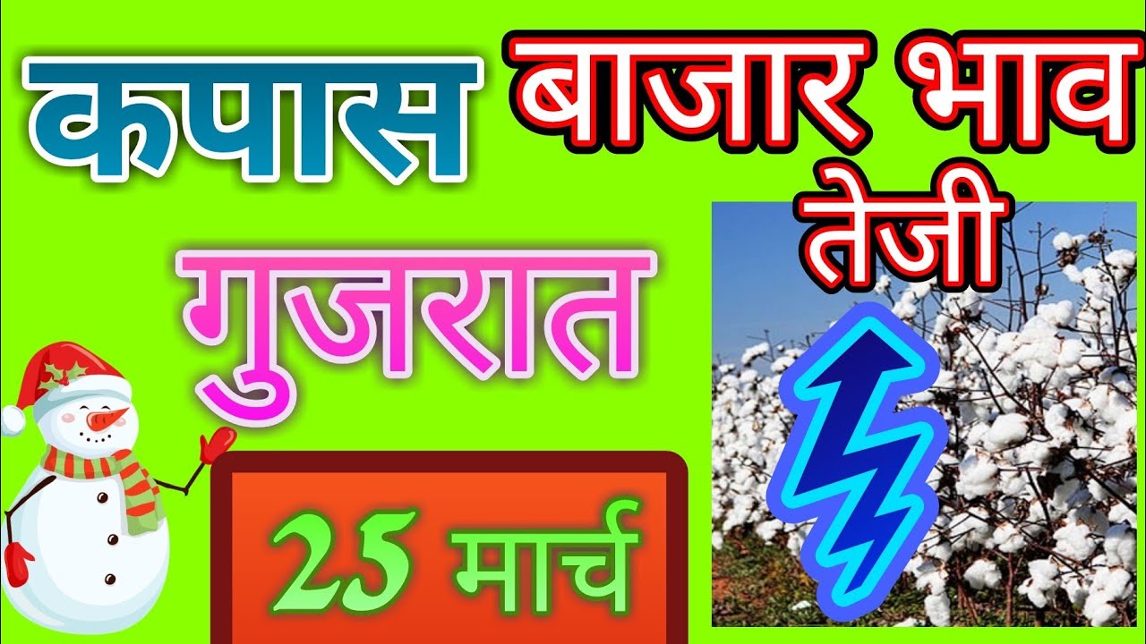 गुजराथ मधील कापूस बाजार भाव ## cotton price in Gujrath ## कपासी के मंडी दाम