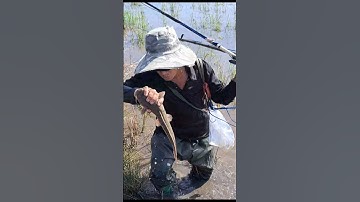 Bắt Cá Trê Lai Ruộng #shorts #bắtCáTrêLai