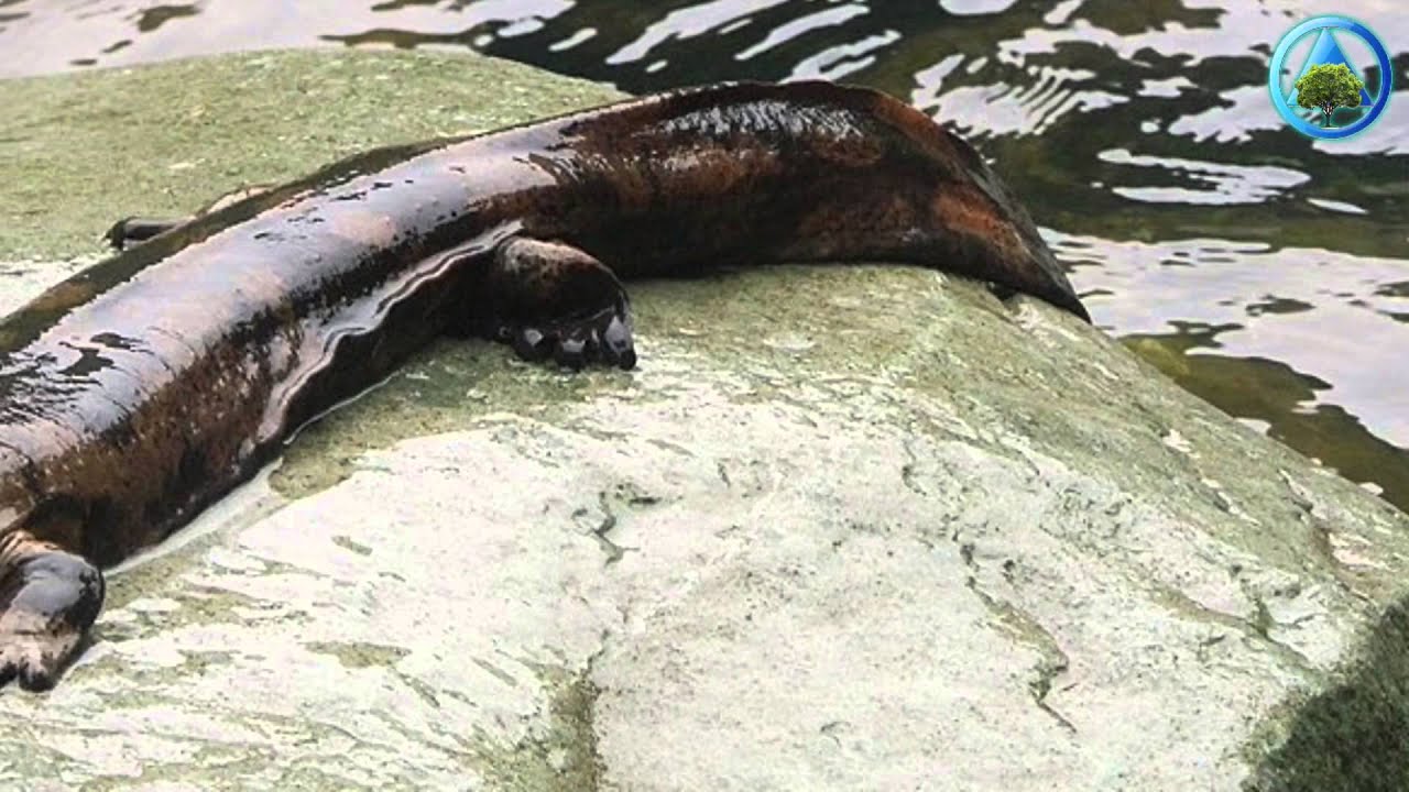 Download Monstrous 100 Pound, 200-Year-Old Giant Salamander Found Alive In China Cave