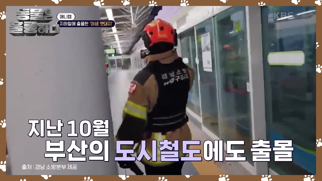 부산 지하철에 출몰한 ‘야생 멧돼지’ 1시간 대치 끝에 포획 [동물은 훌륭하다] | KBS 241130 방송