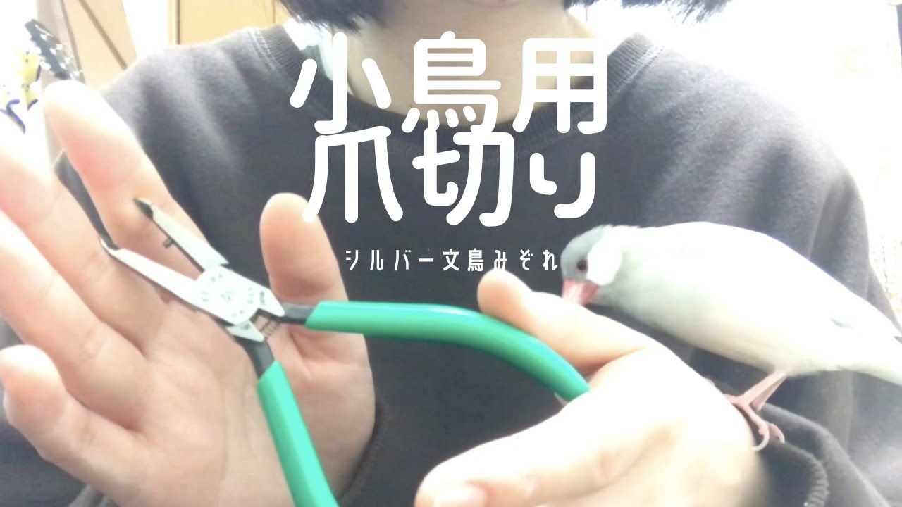 文鳥の爪切り、こんなの使ってます！ YouTube