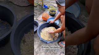 Berapa Banyak Pakan Entok Untuk Setiap Hari Nya
