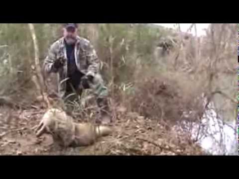 How to snare and catch coyotes while coyote snaring, double catch