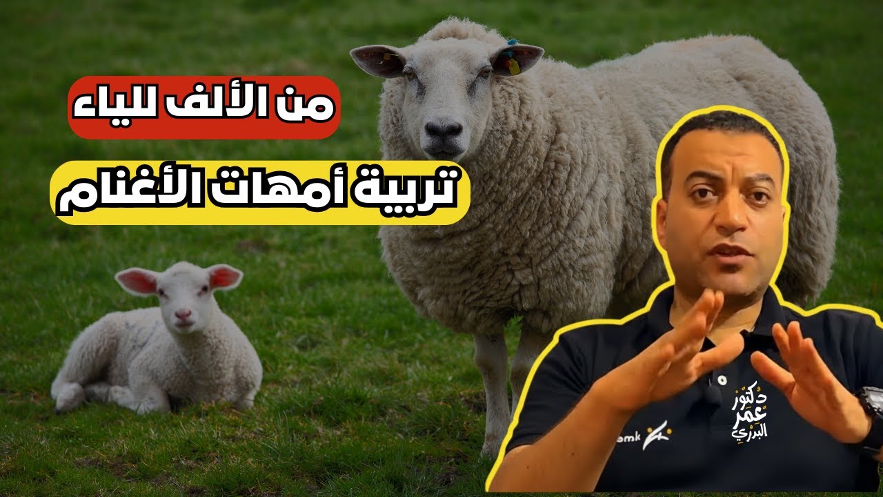الطريقة الصحيحة لتربية أمهات الأغنام من الألف للياء 👌