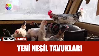 Gezen Değil Gezdiren Tavuklar