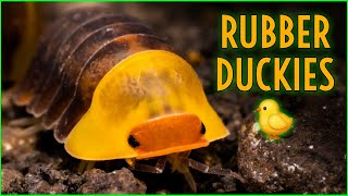 VERY RARE! Exploring the World of Rubber Ducky Isopods - Cubaris sp