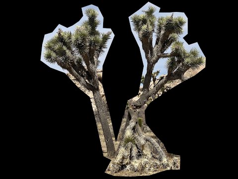 Joshua Tree Collage