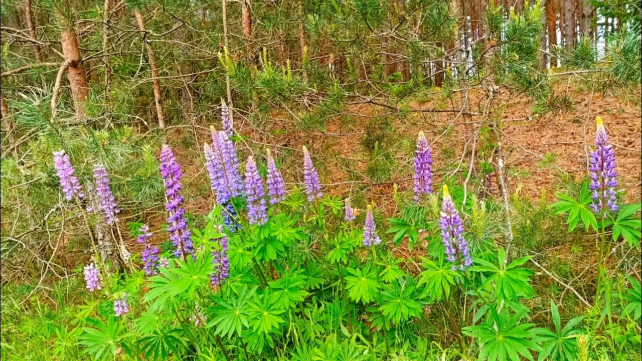 Forest Birdsong 🌿 Nature Sounds For Relaxation & Sleep 🌿 Sounds of ...