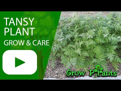 Βίντεο: Caring For Tansy Herb Plants - How To Grow Tansy in The Garden