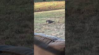 Hawk in my yard
