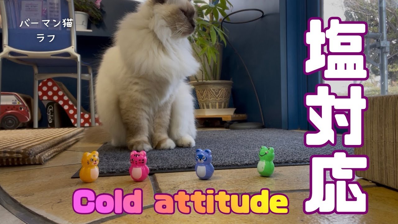 バーマン猫ラフ【塩対応】Cold attitude（バーマン猫）Birman/Cat