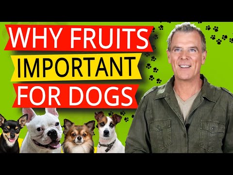 Can Dogs Eat Plums (And 17 of The Best Fruit For Dogs)