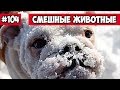 Смешные животные - собака играет в снежки | Bazuzu Video ТОП подборка 104, февраль 2018