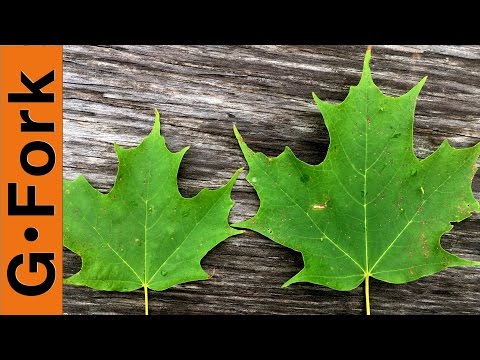 Maple