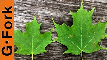 Maple Tree Identification - Make Maple Syrup - GardenFork