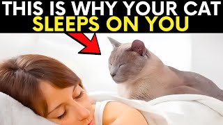 The WEIRD Reasons Your Cat Sleeps ON You (You Won’t Believe It!)