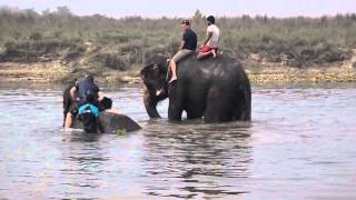 Elephant bath in Chitwan park, Nepal