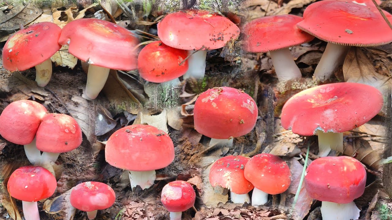 แดงเต็มดอยแหมแล้วเห็ดก่อแดง สาวแนท เก็บมันมือขนาด 7 มิถุนายน 2568