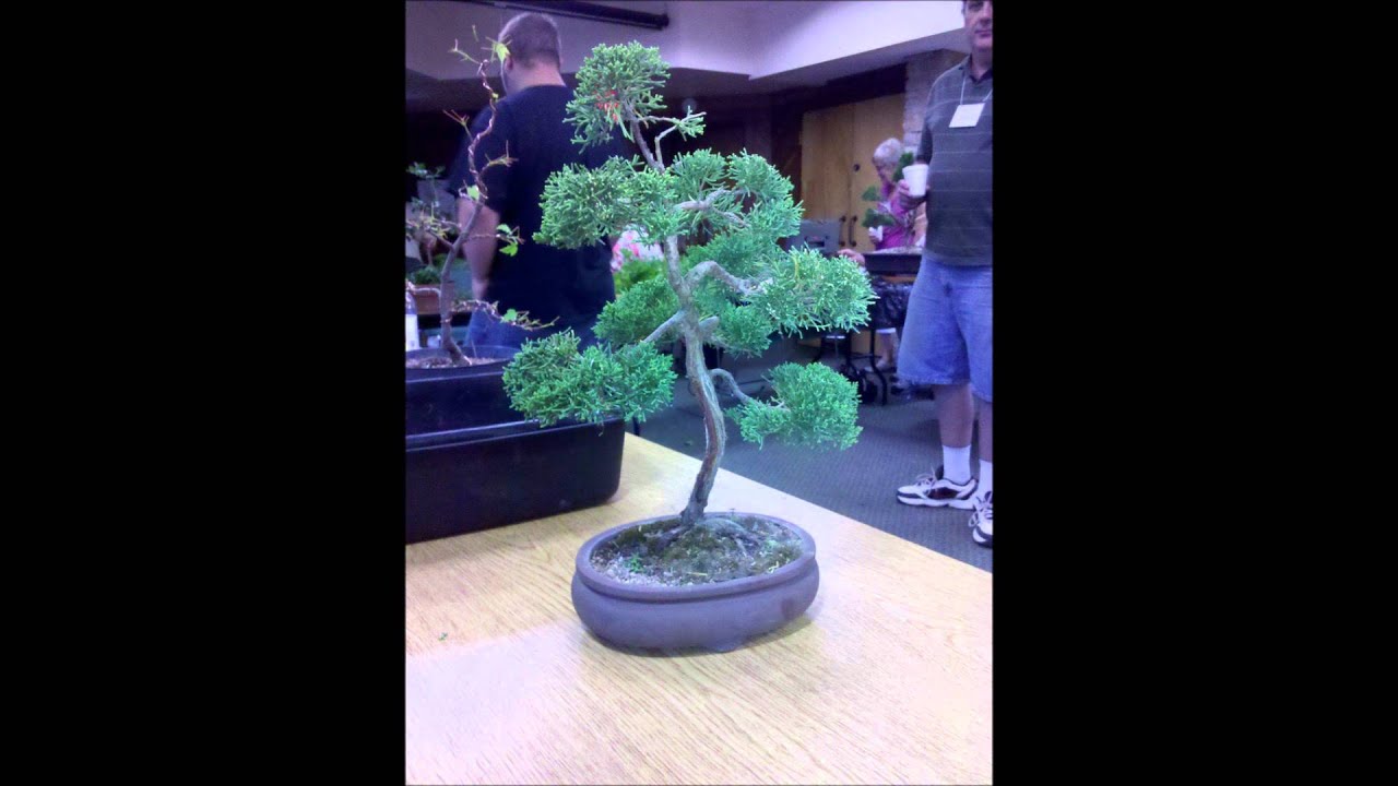 camera iphone 8 plus apk Badger Bonsai Society May 15, 2012