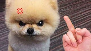 Funniest Videos 2023 🤣 Cute Cats and Funny Dogs 🐶😹 #32 by Happy Dog VN 126,472 views 1 year ago 8 minutes, 44 seconds