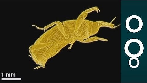 3D X-Rays of Insects to Help Build New Machines - Science