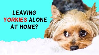 Can You Leave Yorkies Alone At Home? by Woof Gang 13,035 views 3 years ago 3 minutes, 32 seconds