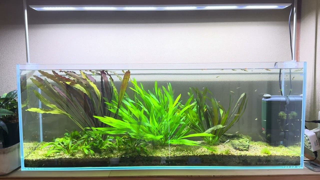 ARKARS_058「DOOAネオグラスパルダ600を設置しました」 - YouTube