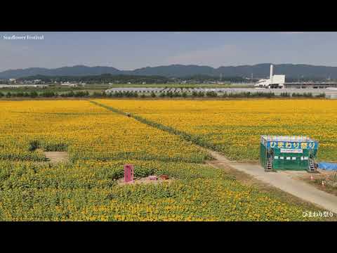 【4K映像】宮城県山元町「ひまわり祭り2025」｜7月18日〜30日開催