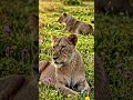 lion strength