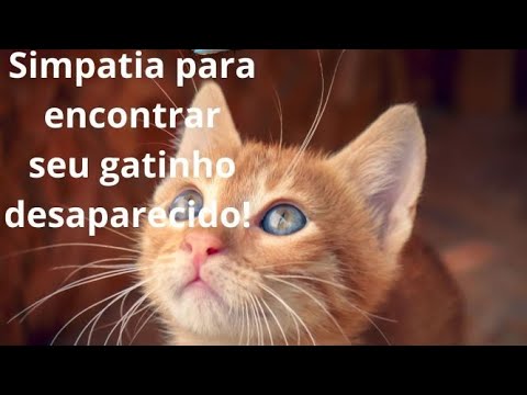 Vídeo: Como Escrever Um Anúncio De Gato Desaparecido