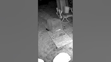 Smart rat still gets caught 🐀🪤 #catchme #rat #trap #funnyvideo